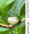 雨に濡れた葉とカタツムリ 127054997