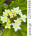 白い紫陽花 127054998