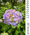 薄紫色の紫陽花 127054999