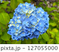 青い紫陽花 127055000