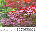 紅葉したモミジ 127055001