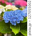 雨に濡れた紫陽花 127055002