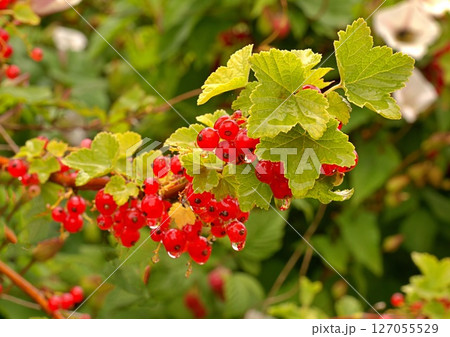 Redcurrants growing on the bush 127055529