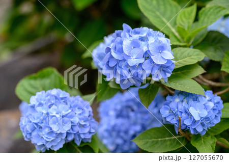 青い紫陽花 青い紫陽花 127055670