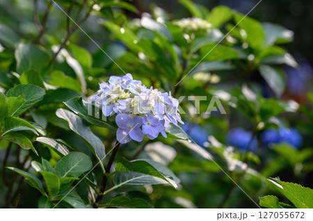 青い紫陽花 127055672