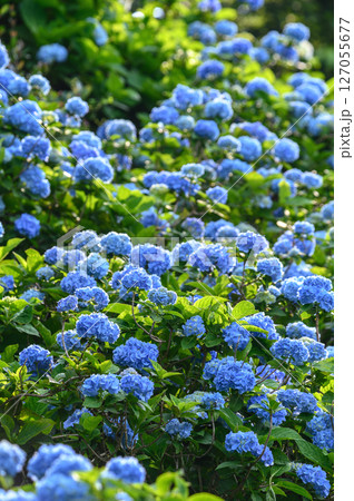 多数の青い紫陽花 127055677
