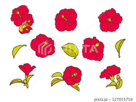 夏の花　ハイビスカス　セット 127055759