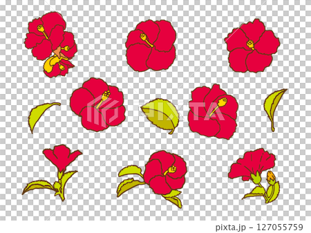 夏の花　ハイビスカス　セット 127055759