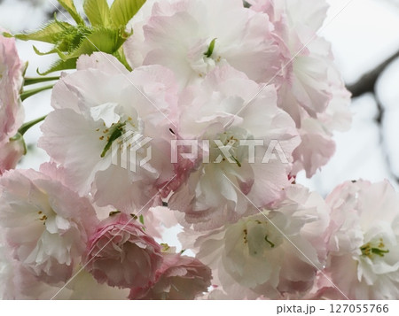 八重桜フゲンゾウの花 127055766