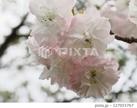 八重桜フゲンゾウの花 127055767