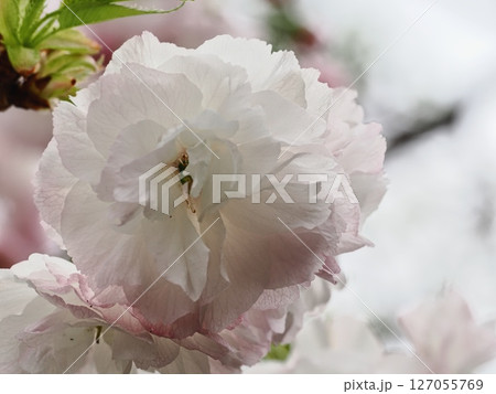 八重桜フゲンゾウの花 127055769