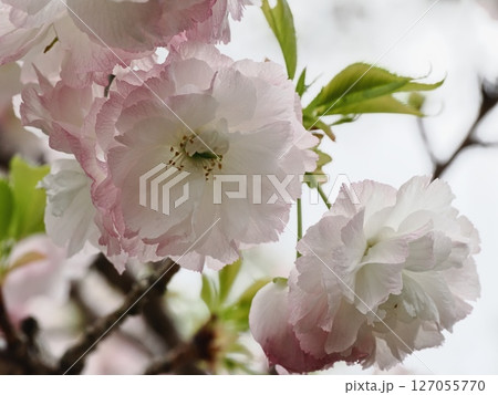八重桜フゲンゾウの花 127055770