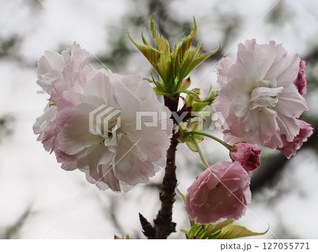 八重桜フゲンゾウの花 127055771