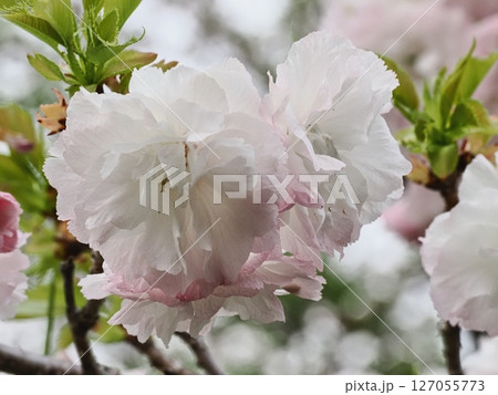 八重桜フゲンゾウの花 127055773