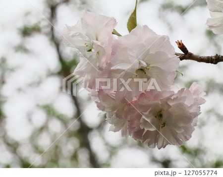八重桜フゲンゾウの花 八重桜フゲンゾウの花 127055774