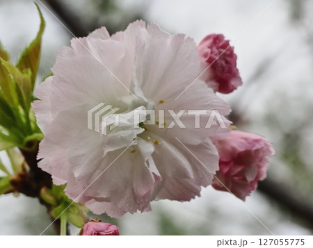 八重桜フゲンゾウの花 127055775