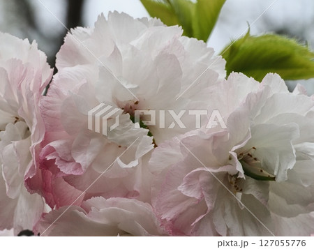 八重桜フゲンゾウの花 127055776