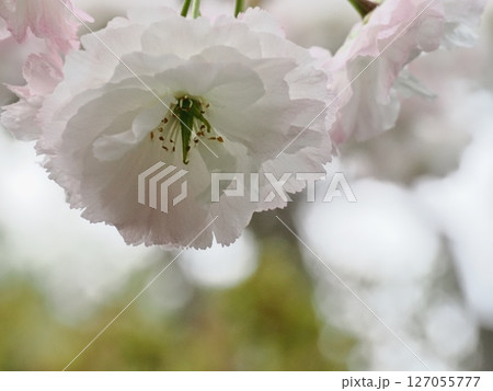 八重桜フゲンゾウの花 127055777
