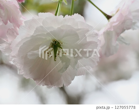 八重桜フゲンゾウの花 127055778