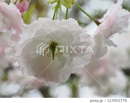 八重桜フゲンゾウの花 127055779