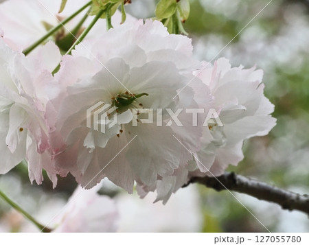 八重桜フゲンゾウの花 127055780