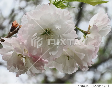 八重桜フゲンゾウの花 127055781