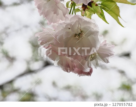 八重桜フゲンゾウの花 八重桜フゲンゾウの花 127055782