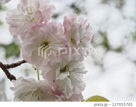 八重桜フゲンゾウの花 127055783