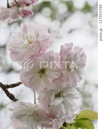 八重桜フゲンゾウの花 127055784