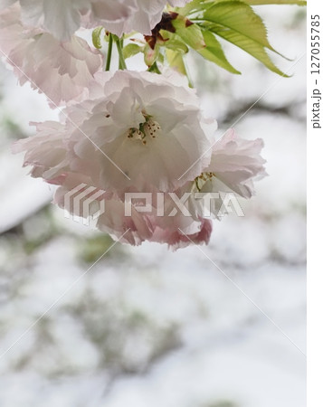八重桜フゲンゾウの花 127055785