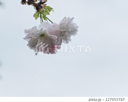 八重桜フゲンゾウの花 127055787