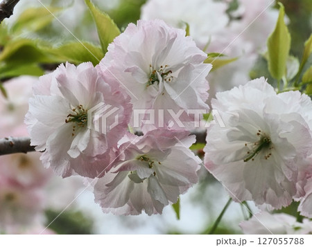八重桜フゲンゾウの花 127055788