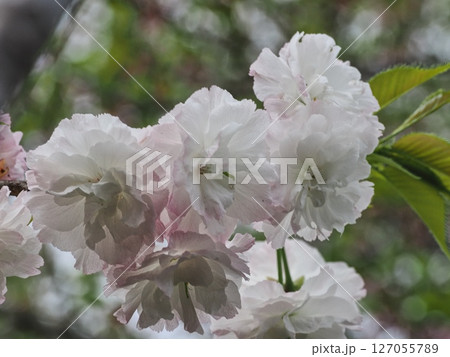 八重桜フゲンゾウの花 127055789