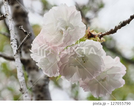 八重桜フゲンゾウの花 127055790