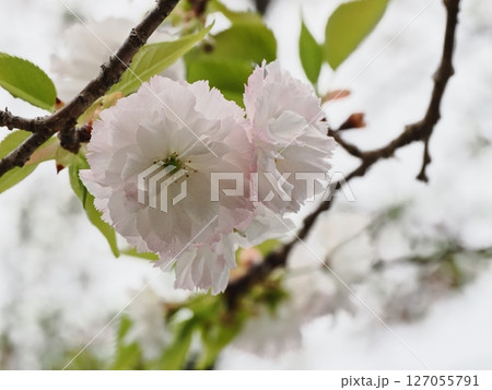 八重桜フゲンゾウの花 127055791