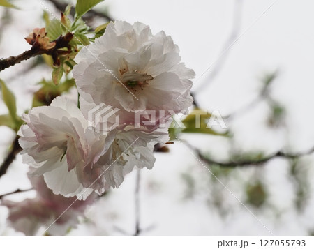 八重桜フゲンゾウの花 127055793