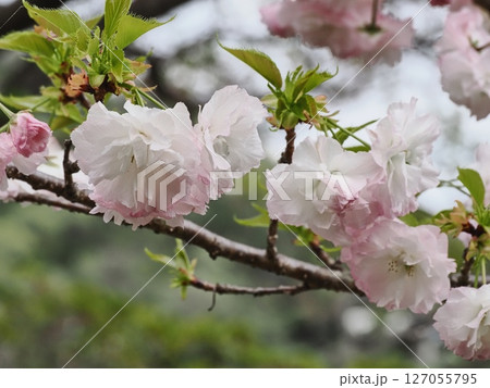八重桜フゲンゾウの花 127055795