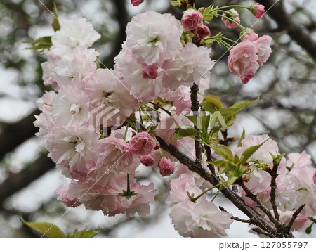 八重桜フゲンゾウの花 八重桜フゲンゾウの花 127055797