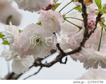 八重桜フゲンゾウの花 八重桜フゲンゾウの花 127055799