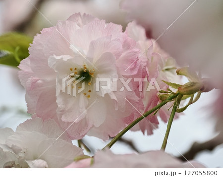 八重桜フゲンゾウの花 127055800