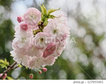 八重桜フゲンゾウの花 127055801