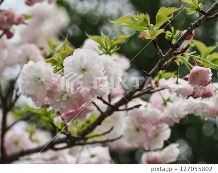 八重桜フゲンゾウの花 127055802