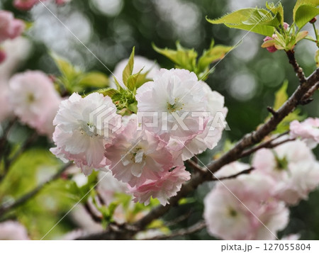 八重桜フゲンゾウの花 127055804