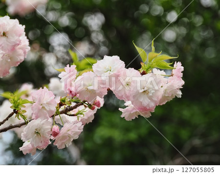八重桜フゲンゾウの花 127055805