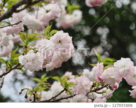 八重桜フゲンゾウの花 127055806
