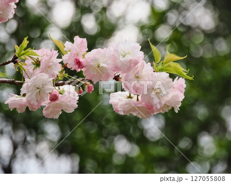 八重桜フゲンゾウの花 127055808