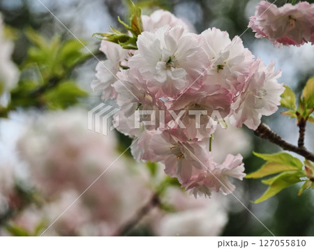 八重桜フゲンゾウの花 八重桜フゲンゾウの花 127055810