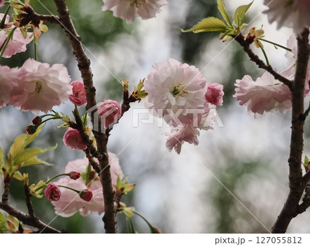 八重桜フゲンゾウの花 127055812