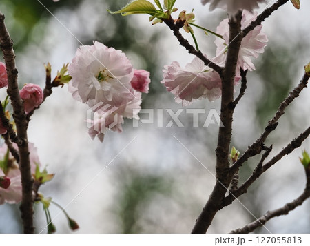 八重桜フゲンゾウの花 127055813