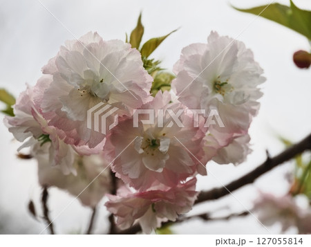 八重桜フゲンゾウの花 127055814